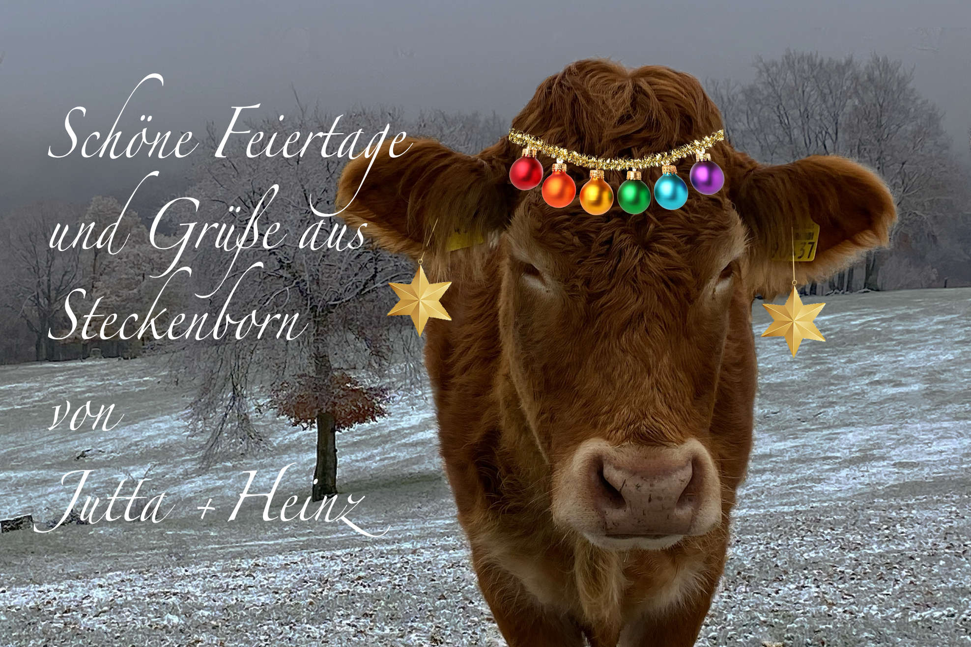 Braune Kuh im Winter